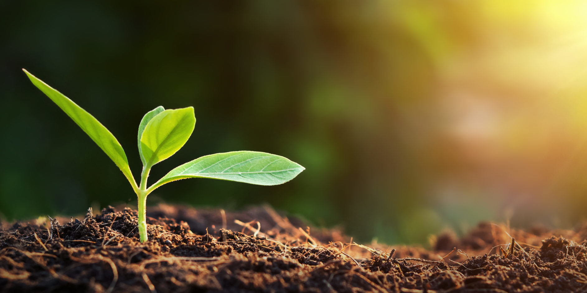 Cuidar el suelo: clave para la rentabilidad agrícola
